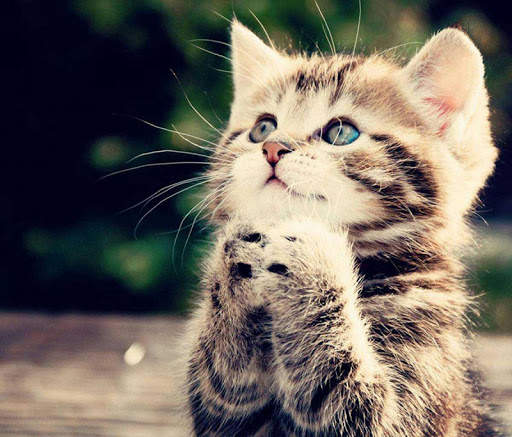 Hot Funny Cute Cats Wallpapers screenshot 5