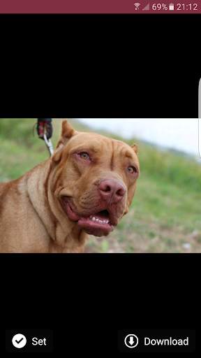 Pitbull Wallpapers 5 تصوير الشاشة