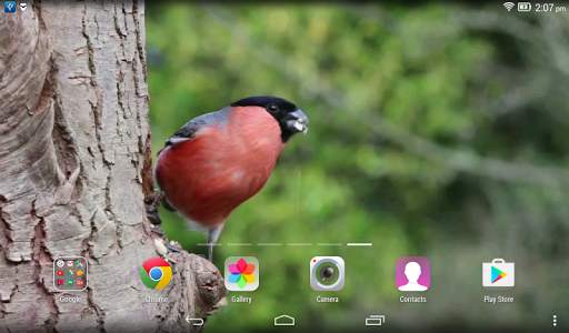 Bird Live Wallpaper screenshot 4