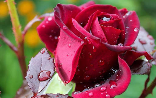 Red Rose Wallpaper screenshot 4