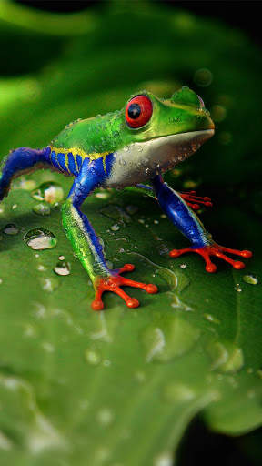 Nature Live Wallpapers | HD 4K screenshot 1