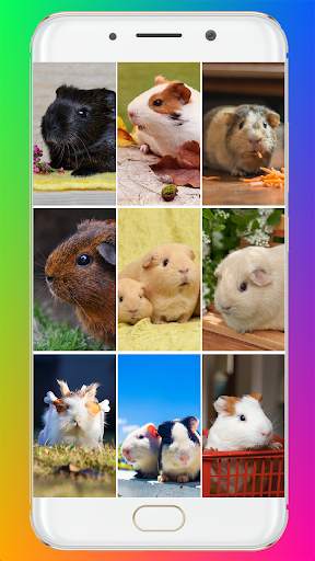 Guinea Pig Wallpaper screenshot 1