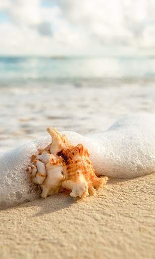 Seashells Live Wallpaper (Backgrounds) screenshot 3