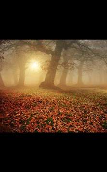 Leaf Fall live wallpaper screenshot 2