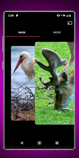 Wild Animals for Chromecast TV screenshot 7