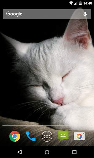 Wallpaper Cat screenshot 4