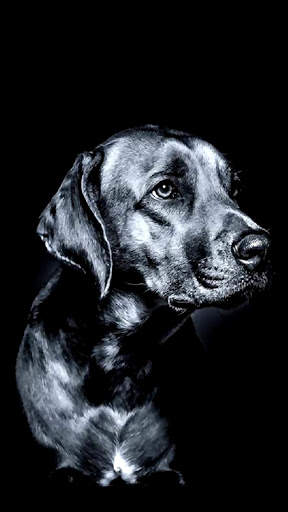 Cool Black APUS Live Wallpaper screenshot 4