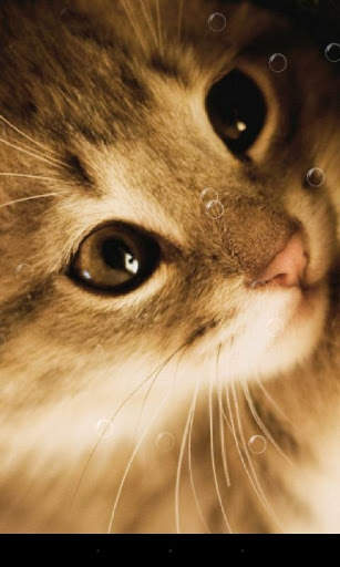 Lazy Cat Live Wallpaper screenshot 2