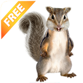 Talking Squirrel icon