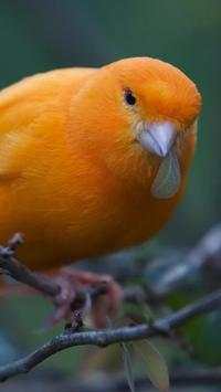 Canary Bird Wallpapers HD screenshot 1