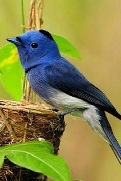 Bird Sounds Ringtone screenshot 1
