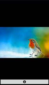 Live Birds Wallpapers(offline) screenshot 3