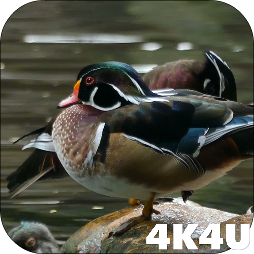 ikon 4K Colorful Ducks Video Live Wallpaper