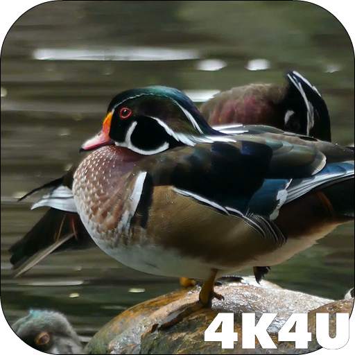 4K Colorful Ducks Video Live Wallpaper 2.04