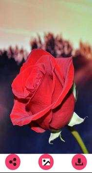 Flower Wallpapers 1 تصوير الشاشة