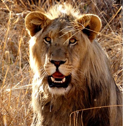 Lion Sounds - Real Lion Roar icon