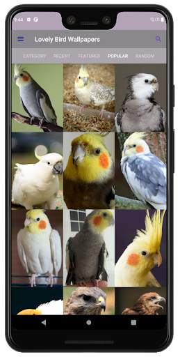PhoneStack - Lovely Bird Wallpaper (QHD, 4K & UHD) screenshot 5