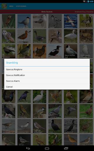 UK Birds Sounds Free स्क्रीनशॉट 23