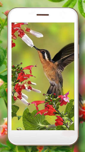 Hummingbird Cute screenshot 3