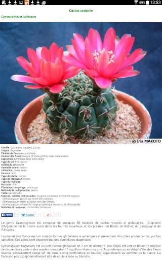 Au Cactus screenshot 17