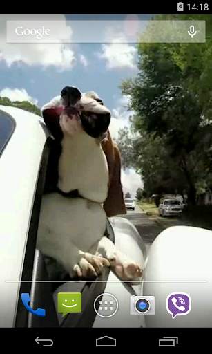 Dog in car Video LWP स्क्रीनशॉट 3