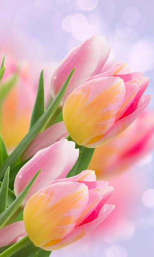 HD Pink Tulips Live Wallpaper screenshot 12