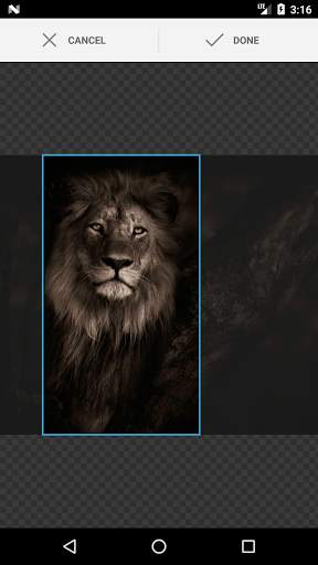 Lion King Wallpapers - Best Lion Wallpapers HD screenshot 5