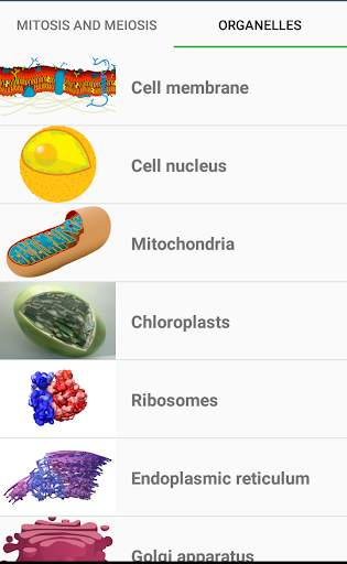 Mitosis, Meiosis and Organelles screenshot 2