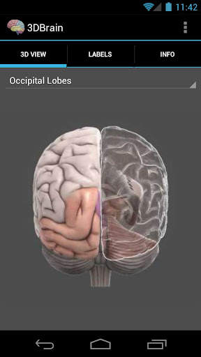 3D Brain screenshot 1