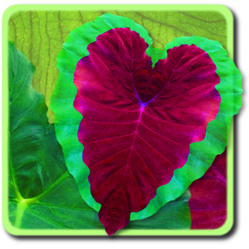 Heart Life LWP icon