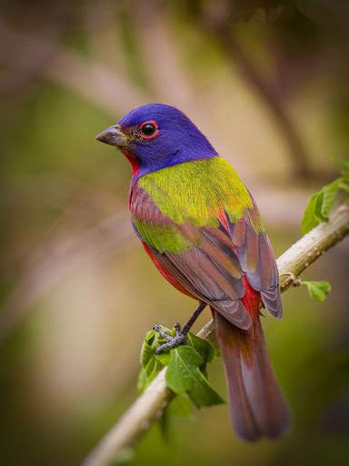 Bird Puzzle स्क्रीनशॉट 1
