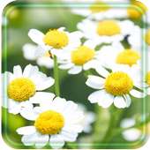 Daisy Photo LWP logo