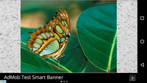 Butterfly Wallpapers screenshot 8
