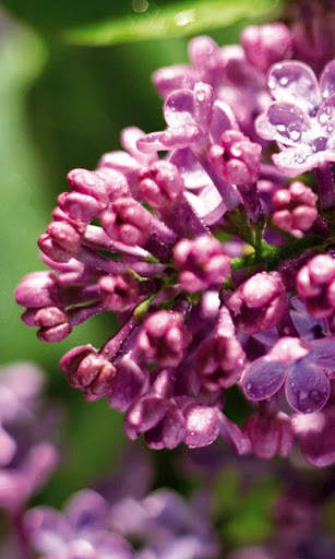 HD Lilac Flower Live Wallpaper screenshot 14