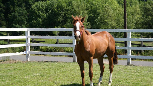 Horses Live Wallpaper (wallpapers & backgrounds) screenshot 13