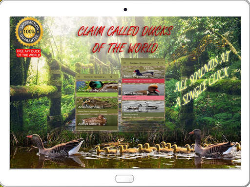 Claim called ducks: Sounds aquatic birds screenshot 5