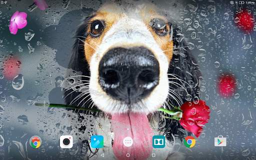 Animals Cute Live Wallpaper screenshot 9