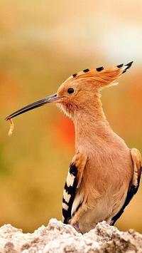 The Hoopoe Bird Wallpapers HD screenshot 7