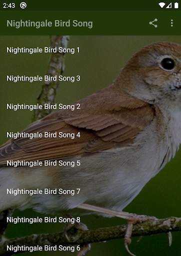 Nightingale bird song screenshot 1