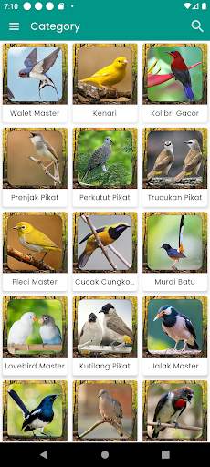 Suara Burung Kenari Gacor screenshot 3