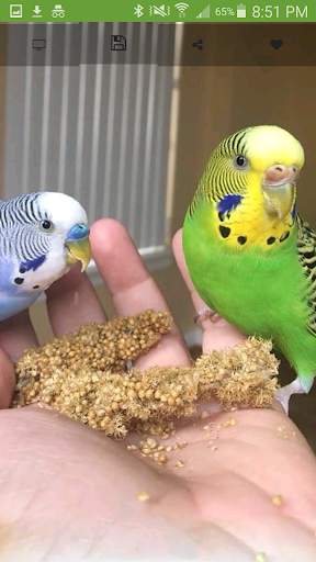 I Love Parakeets Wallpaper App screenshot 3