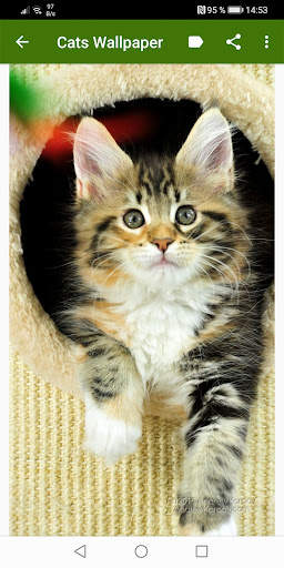Cats Wallpapers screenshot 15