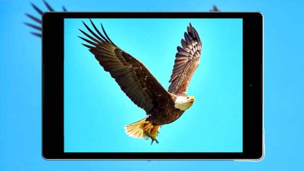 Eagle Wallpaper HD screenshot 19