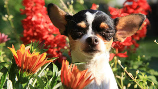 Chihuahua Wallpaper HD & 4k Backgrounds screenshot 17