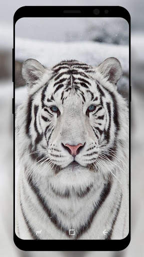 White Tiger Wallpaper HD screenshot 2