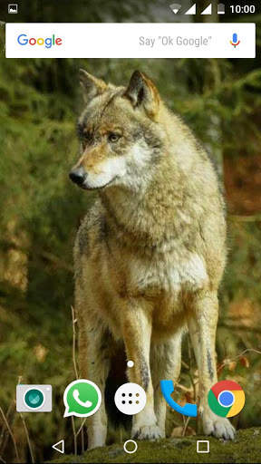Wolf Wallpapers HD screenshot 3