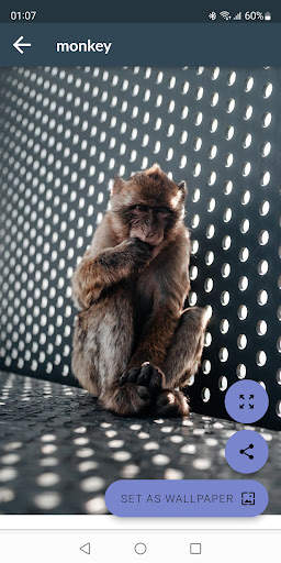 Monkey Wallpapers screenshot 4
