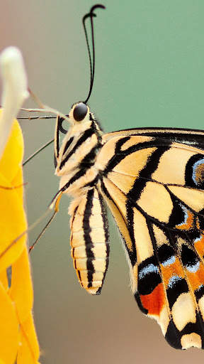 Butterfly Wallpapers HD & 4k Backgrounds screenshot 6