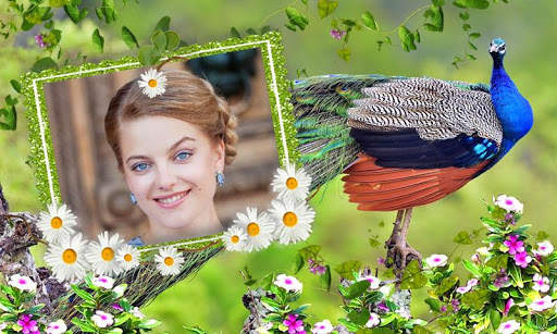 Peacock Photo Frames screenshot 2