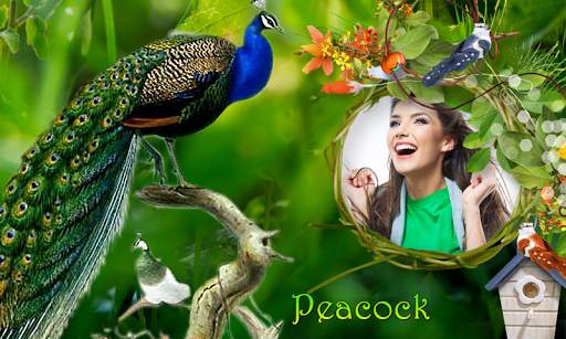 Peacock & Nature Photo Frames 19 تصوير الشاشة
